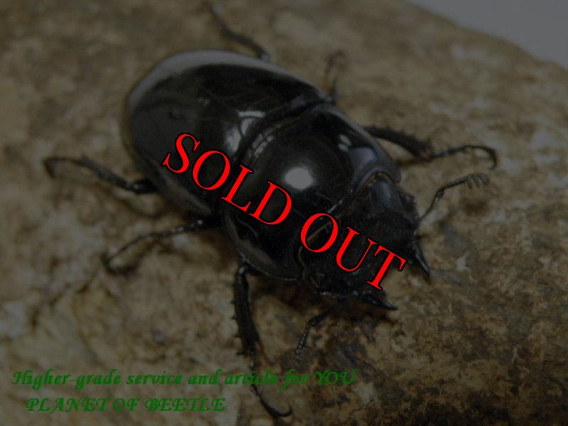 画像2: 4/2 春の天然レギウス♂59mm♀37mm完品ペア (2)