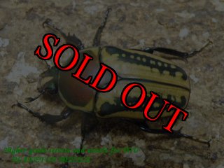 タンザニア産　オーベルチュールツノハナムグリ　65mm 52mmペア タンザニア産 オーベルチュールツノハナムグリ 65mm 52mmペア