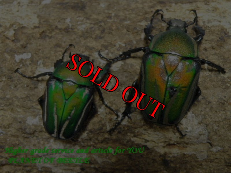 画像2: 6/4タンザニア！天然シロスジオオツノカナブン・サービストリオ (2)