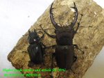画像1: 6/6タイワン！タカサゴミヤマ♂74mm♀39mm完品ペア (1)