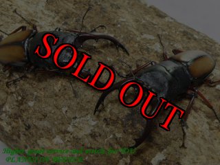 タンザニア産 オーベルチュールツノハナムグリ 65mm 52mmペア