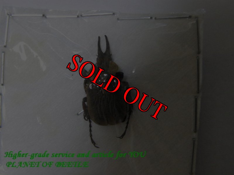 画像2: 希少・標本ウエノツノカナブン♂ No1 (2)