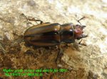 画像2: 8/2天然アサヒナホソアカ♂37mm♀23mm完品ペア (2)