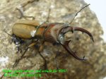 画像1: 8/2天然アサヒナホソアカ♂37mm♀23mm完品ペア (1)