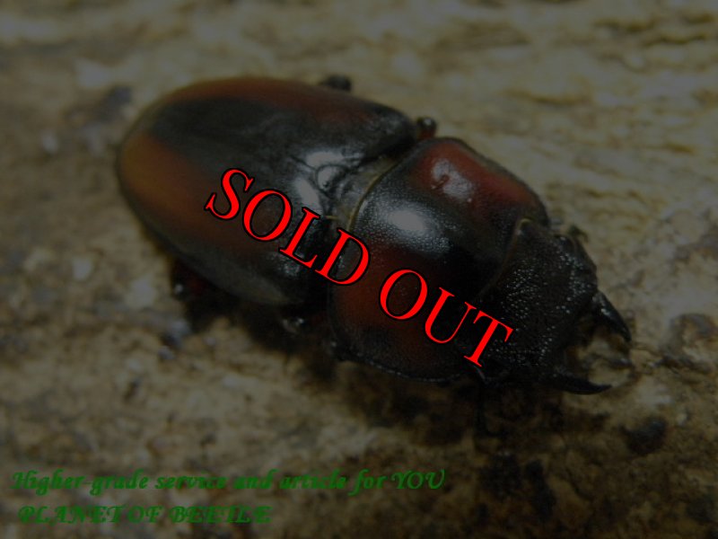 画像3: 夏のお買い得品!天然ミラビリスノコギリ♂65mm♀37mm♀36mmトリオ (3)