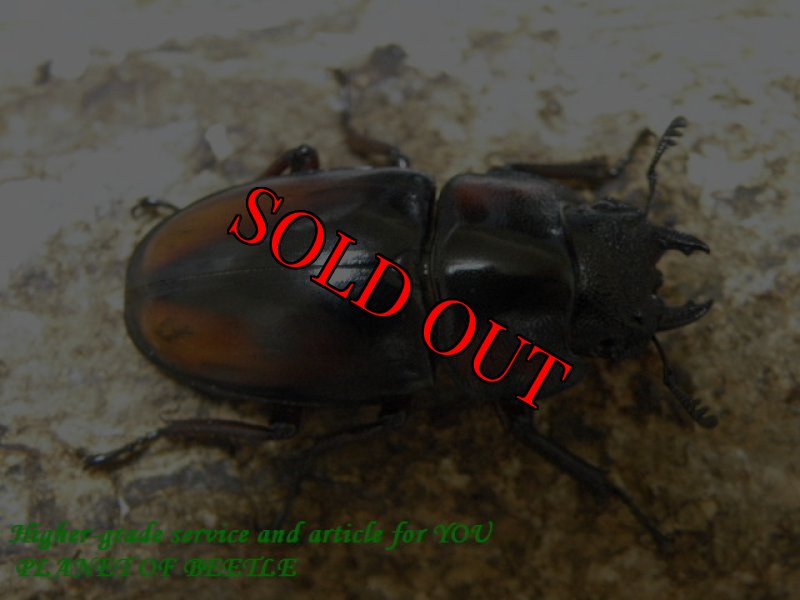 画像2: 夏のお買い得品!天然ミラビリスノコギリ♂65mm♀37mm♀36mmトリオ (2)