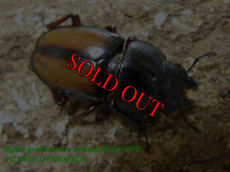 画像2: 夏のお買い得品!天然ウムハンノコギリ♂62mm♀36mm♀33mmトリオ (2)