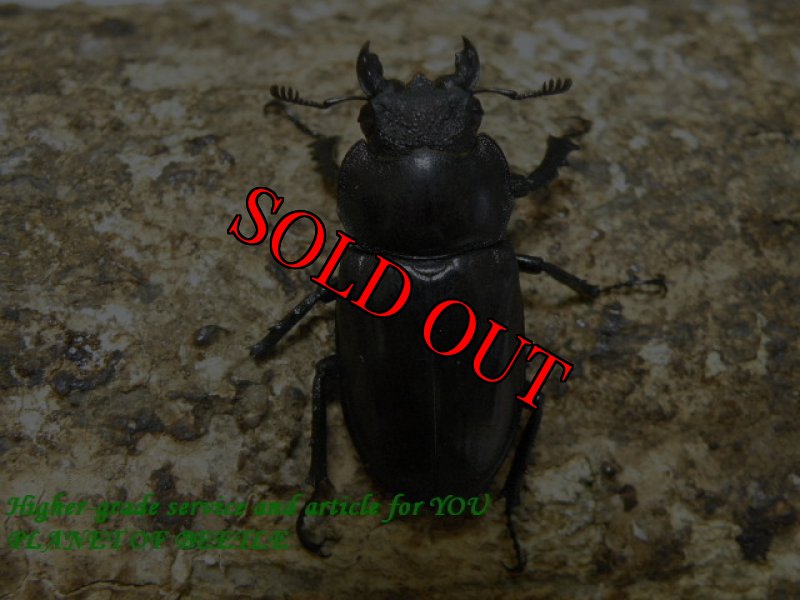 画像2: 7/26天然タイワンミヤマ東部型♂46mm♀32mmペア (2)