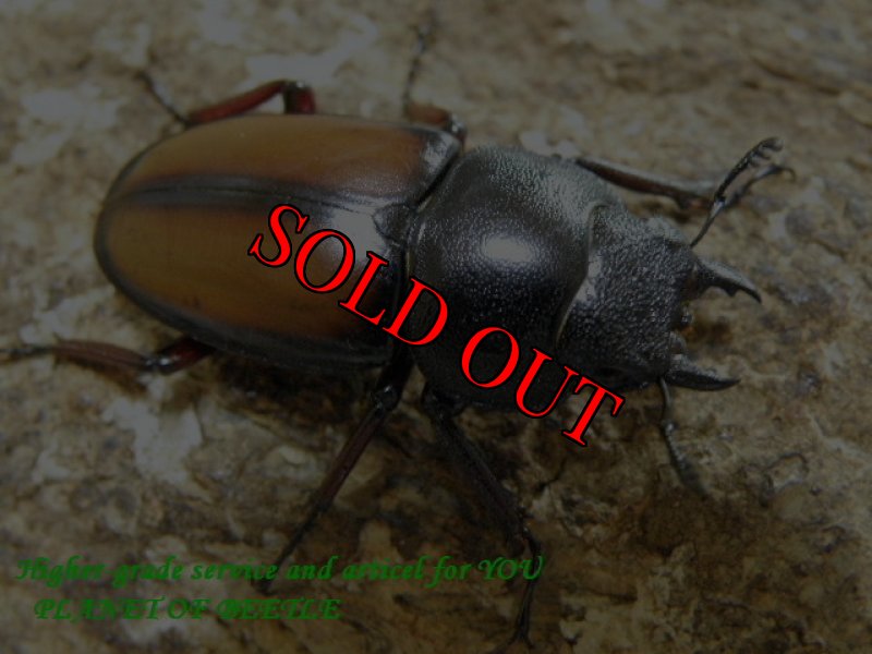 画像3: 夏のお買い得品!天然ウムハンノコギリ♂62mm♀36mm♀33mmトリオ (3)