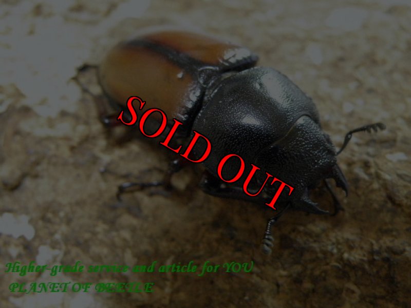 画像3: 夏のお買い得品！天然ウムハンノコギリ♂64mm♀36mm♀33mm完品トリオ (3)