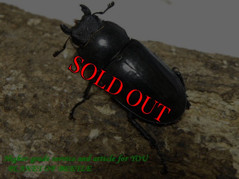 画像3: 入手困難・レア南部型！7/13天然タイワンミヤマ南部型♀35mm単品 (3)