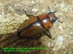 画像2: 8/10天然・新竹産ブランチャード(フタテンアカノコ)♂57mm♀29mmペア (2)