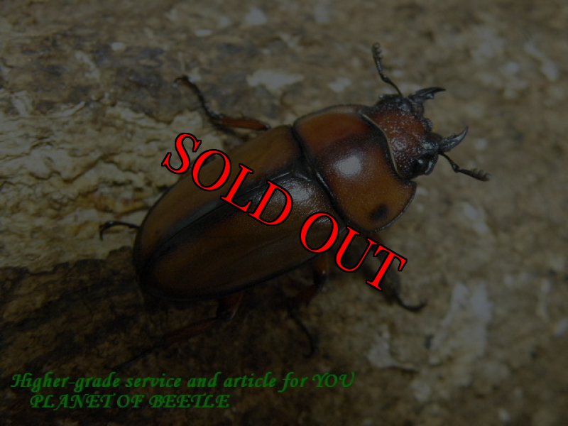 画像2: 8/10天然・新竹産ブランチャード(フタテンアカノコ)♂57mm♀29mmペア (2)