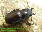画像2: 8/10天然タカサゴミヤマ♂62mm♀33mm完品ペア (2)