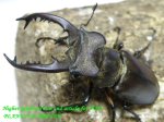 画像1: 8/10天然タカサゴミヤマ♂62mm♀33mm完品ペア (1)
