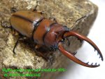 画像1: 8/10天然・新竹産ブランチャード(フタテンアカノコ)♂57mm♀29mmペア (1)