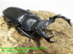 画像3: 8/2天然タイワンシカ♂41mm♀26mm完品ペア (3)