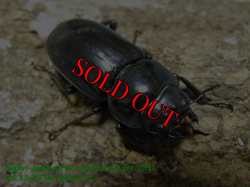 画像2: 超希少！8/17天然フッケンコクワ♂42mm♀33mm完品ペア (2)