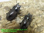 画像2: 8/22天然・広西グラキリスノコギリ♂47mm♀22mm♀21mmトリオ (2)