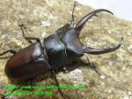 画像1: 8/22天然・広西グラキリスノコギリ♂47mm♀22mm♀21mmトリオ (1)