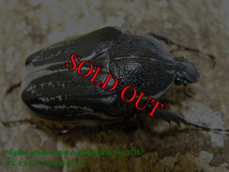 画像2: 6/4タンザニア！天然シンジュツノハナムグリ・Lサイズサービスペア (2)