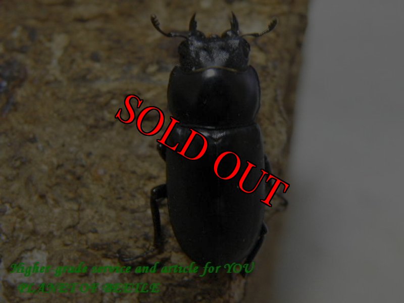画像2: サービス品!8/29天然ヤマダクワガタ♂38mm♀25mmペア (2)