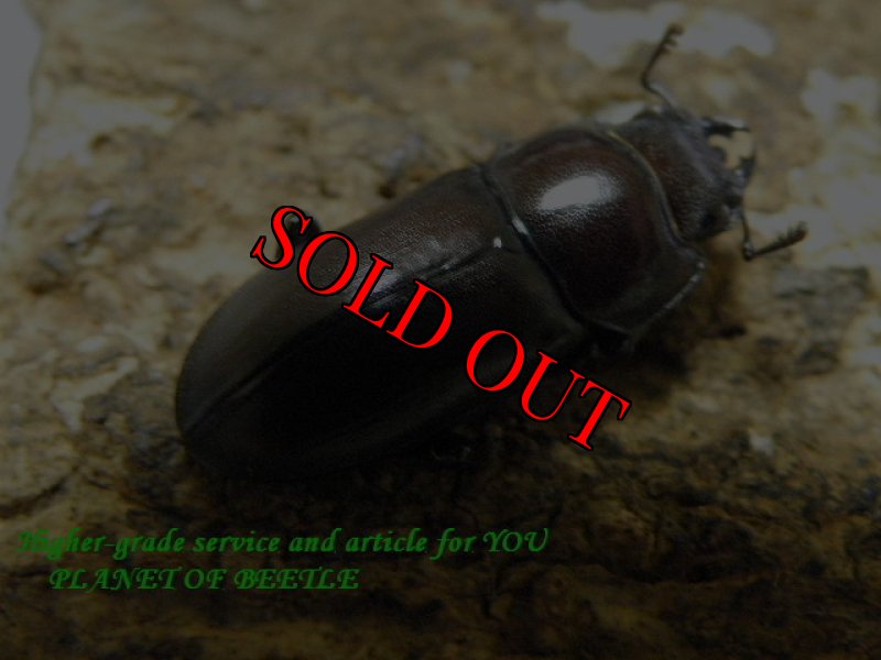 画像3: 8/29桃園産天然ウスバクワガタ♂32mm♀20mm完品ペア (3)