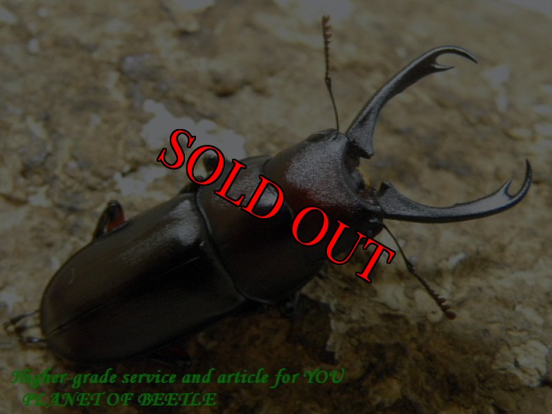 画像2: 8/29桃園産天然ウスバクワガタ♂32mm♀20mm完品ペア (2)