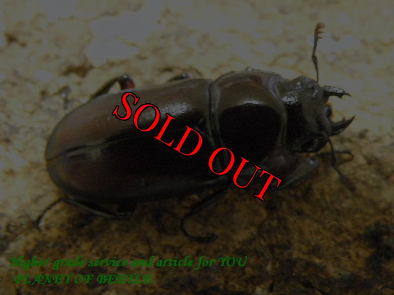 画像2: 8/29桃園産天然ウスバクワガタ♂28mm♀20mmペア (2)