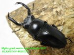 画像1: 8/2天然タイワンシカ♂41mm♀26mm完品ペア (1)