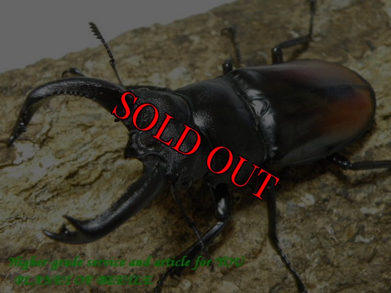 画像3: 初公開！幻惑の聖地・クメールの奇跡！サヌチフタマタ♂71mm♀40mm完品ペア (3)