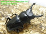 画像1: 8/29天然ヤマダクワガタ♂40mm♀38mmペア (1)