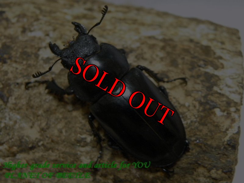 画像2: 7/20天然タイワンミヤマ北部型♂69mm♀40mmペア (2)