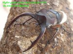 画像1: 7/20天然タイワンミヤマ北部型♂69mm♀40mmペア (1)