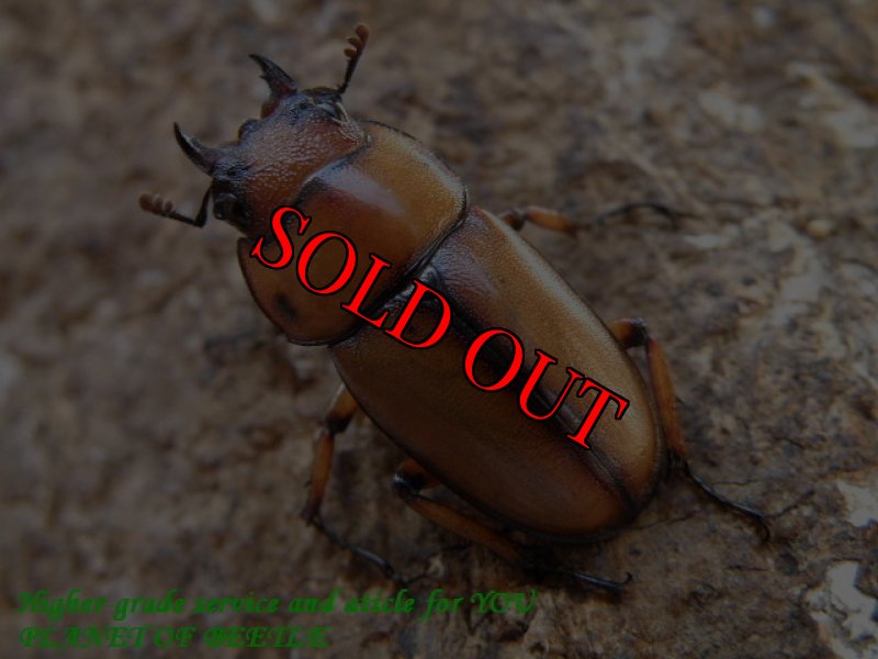 画像2: 8/22天然・南投産ブランチャード(フタテンアカノコ)♂62mm♀24mmペア (2)