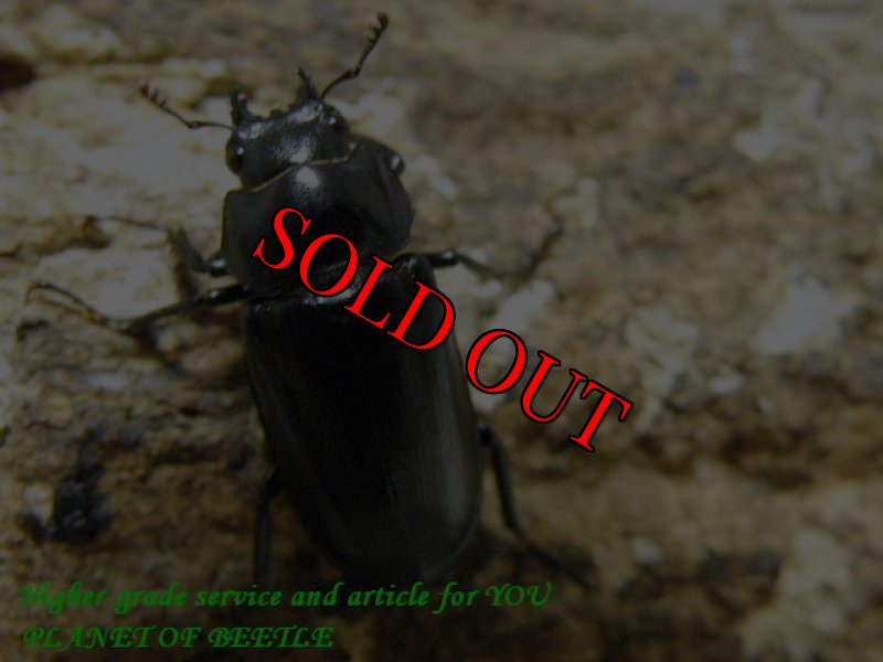 画像2: 9/19天然ニゲルリムスキンオニサイズフリー完品ペア (2)