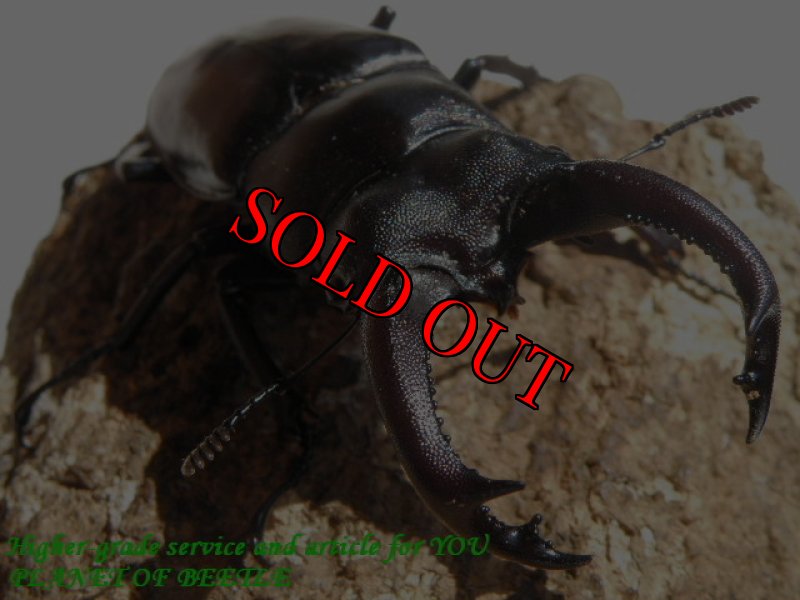 画像2: 初公開！幻惑の聖地・クメールの奇跡！サヌチフタマタ♂71mm♀40mm完品ペア (2)