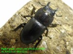 画像2: 9/19天然ミヤマヒラタ♂49mm♀21mm完品ペア (2)