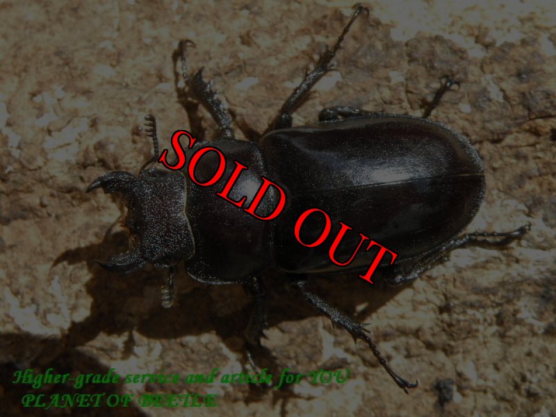 画像2: 入手困難・レア東北部型！6/19天然タイワンミヤマ東北部型♂61mm♀34mm完品ペア (2)