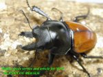 画像1: 10/3天然アカマルバネ・ローランドタイプ♂45mm♀41mmペア (1)