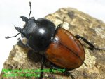 画像2: 10/3天然アカマルバネ・ローランドタイプ♂45mm♀42mm完品ペアNo1 (2)