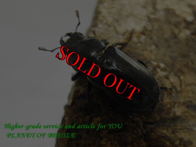 画像2: 10/11天然タイワンオニクワサイズフリー完品ペア (2)