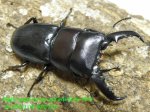 画像1: 10/11天然タイワンヒラタ♂51mm♀30mm完品ペア (1)