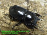 画像2: 10/11天然タイワンヒラタ♂51mm♀30mm完品ペア (2)