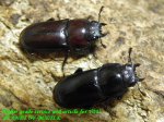 画像2: 9/5新竹産天然ウスバクワガタ♂28mm♀21mmx2完品トリオ (2)