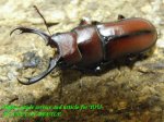 画像1: 9/5新竹産天然ウスバクワガタ♂28mm♀21mmx2完品トリオ (1)