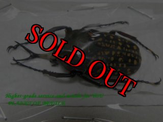 1/5新着-標本販売館 - PLANET OF BEETLE