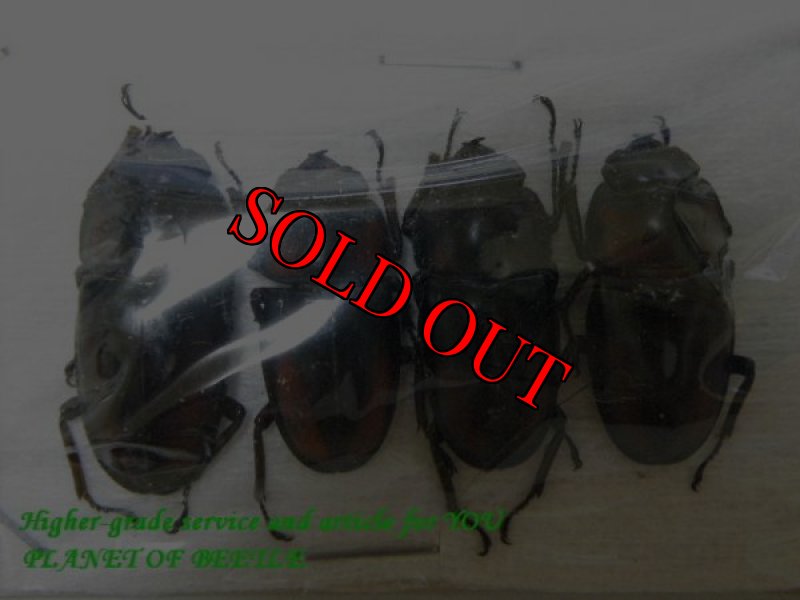 画像2: 標本・天然ミラビリスノコギリ4ペアセット (2)