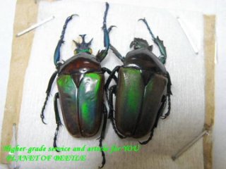 即ブリ！ミツノ最高峰・ケンタウルスミツノカブトF1ペア - PLANET OF BEETLE