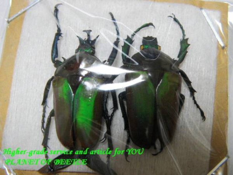 画像2: 標本・天然ミツノカナブンvar.marginipennis2ペアセットA2 (2)